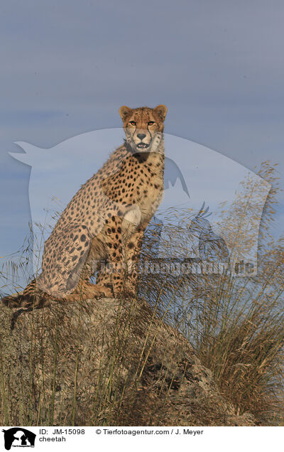cheetah / JM-15098