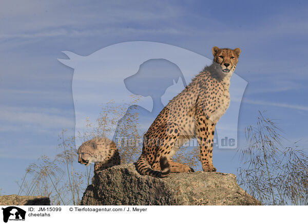 Geparden / cheetahs / JM-15099