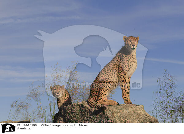 cheetahs / JM-15100