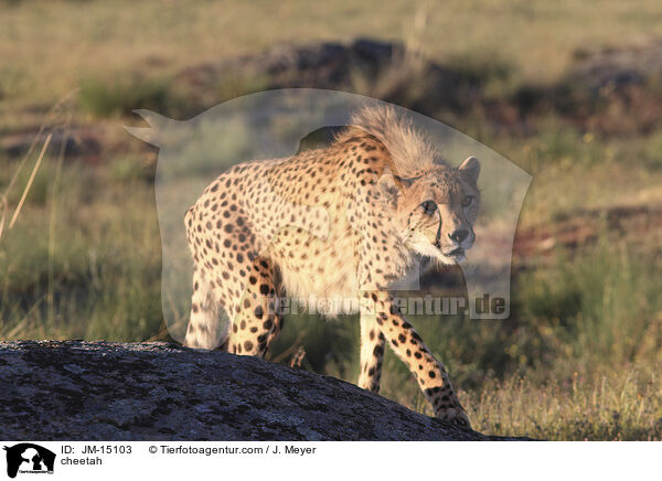 Gepard / cheetah / JM-15103