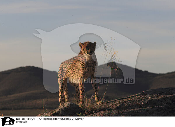 Gepard / cheetah / JM-15104