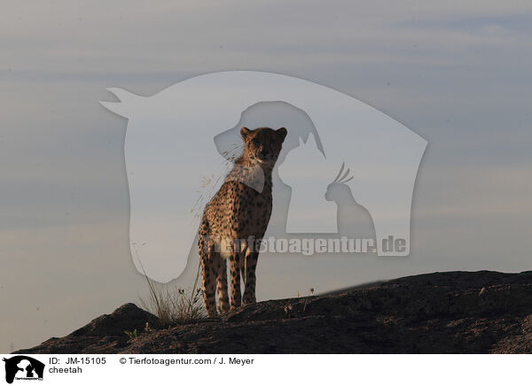 Gepard / cheetah / JM-15105