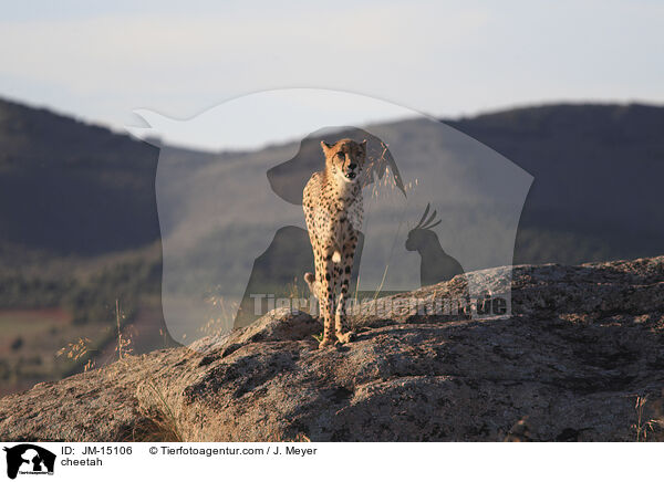 Gepard / cheetah / JM-15106