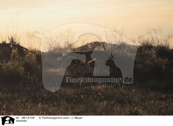 Gepard / cheetah / JM-15109