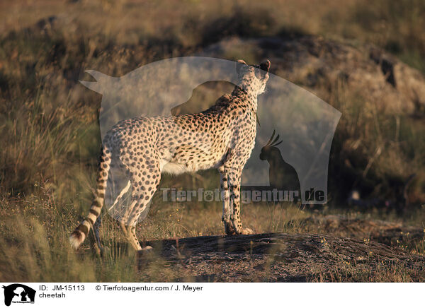 Gepard / cheetah / JM-15113