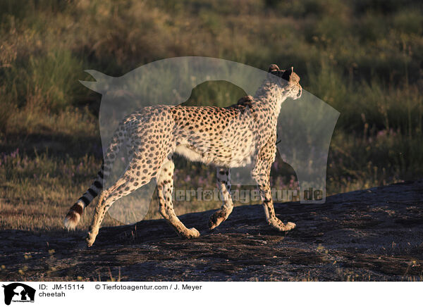 Gepard / cheetah / JM-15114