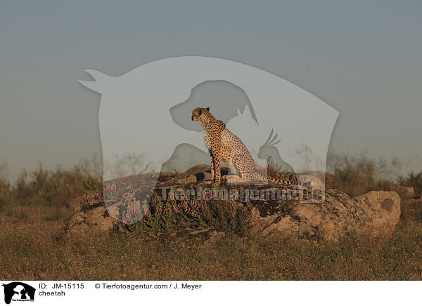 cheetah / JM-15115