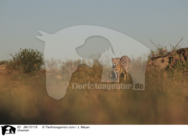 Gepard / cheetah / JM-15116