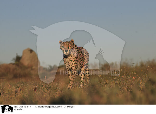 cheetah / JM-15117