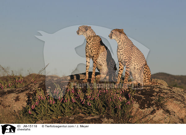 Geparden / cheetahs / JM-15118