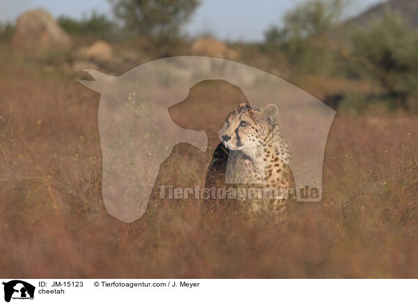 Gepard / cheetah / JM-15123