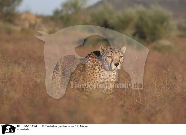 Gepard / cheetah / JM-15124