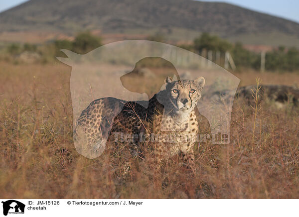 cheetah / JM-15126