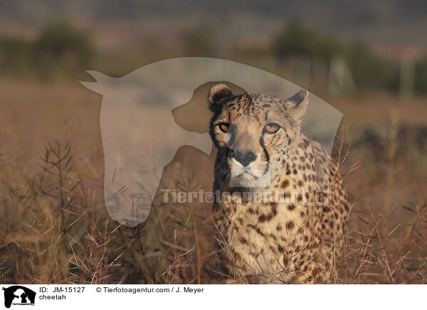Gepard / cheetah / JM-15127
