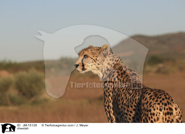 Gepard / cheetah / JM-15128