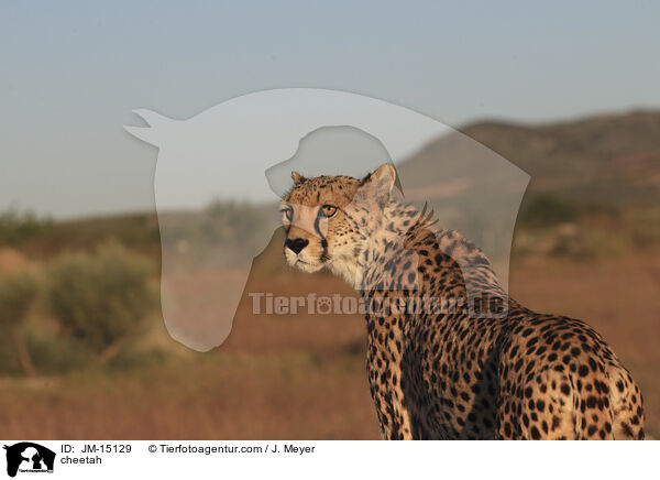 Gepard / cheetah / JM-15129
