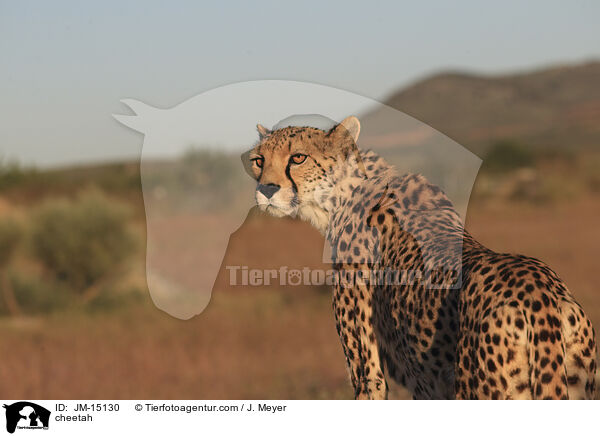 cheetah / JM-15130