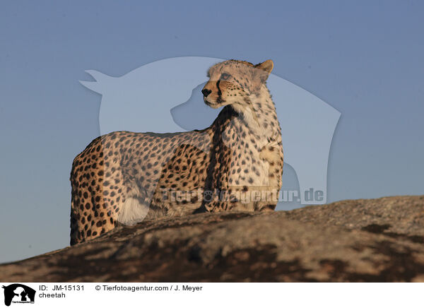 Gepard / cheetah / JM-15131