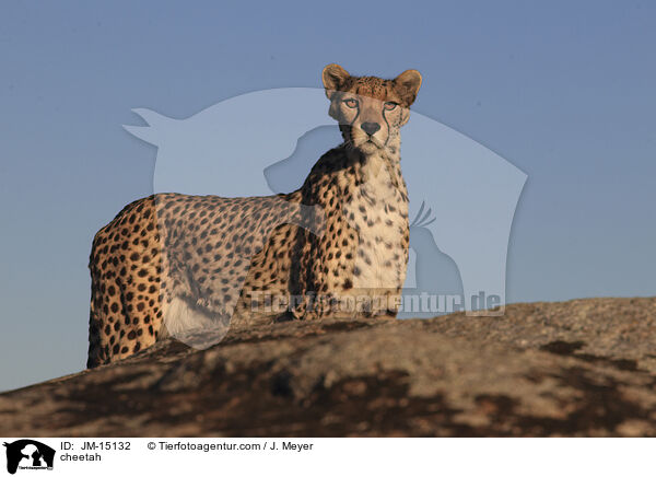 Gepard / cheetah / JM-15132