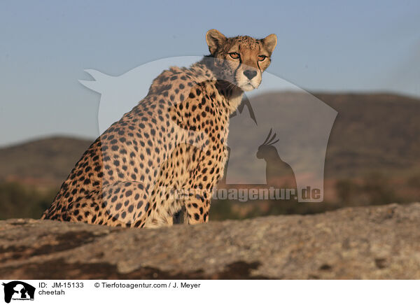 Gepard / cheetah / JM-15133