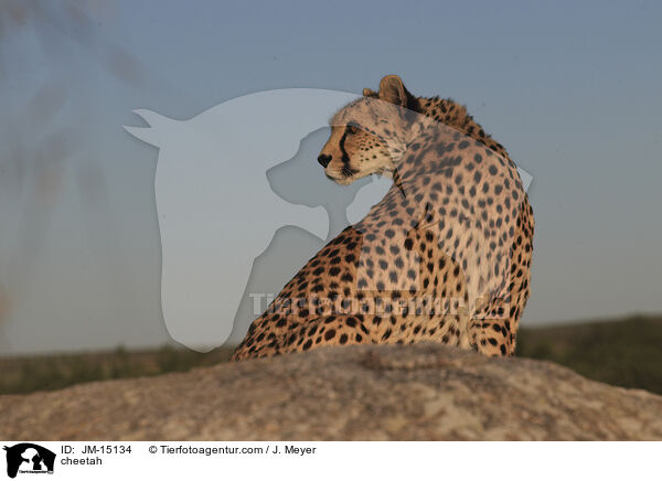 Gepard / cheetah / JM-15134