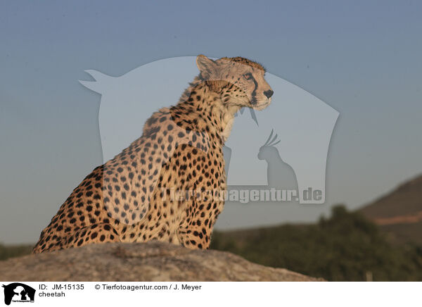 Gepard / cheetah / JM-15135