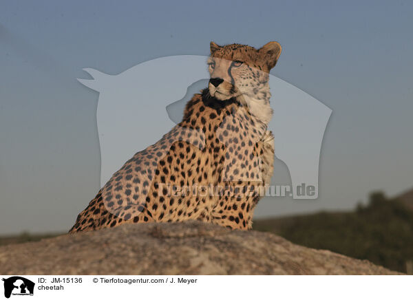 cheetah / JM-15136