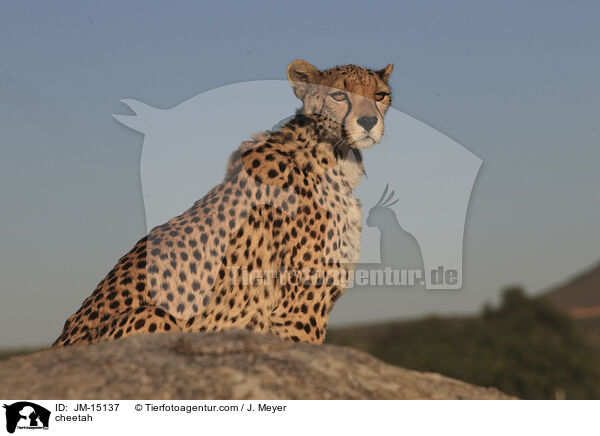 Gepard / cheetah / JM-15137