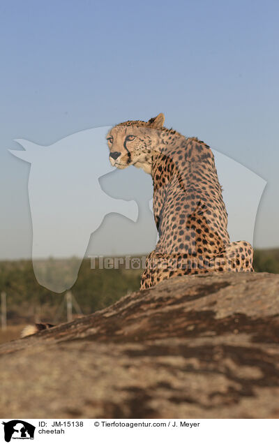 Gepard / cheetah / JM-15138