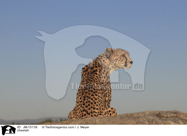 Gepard / cheetah / JM-15139