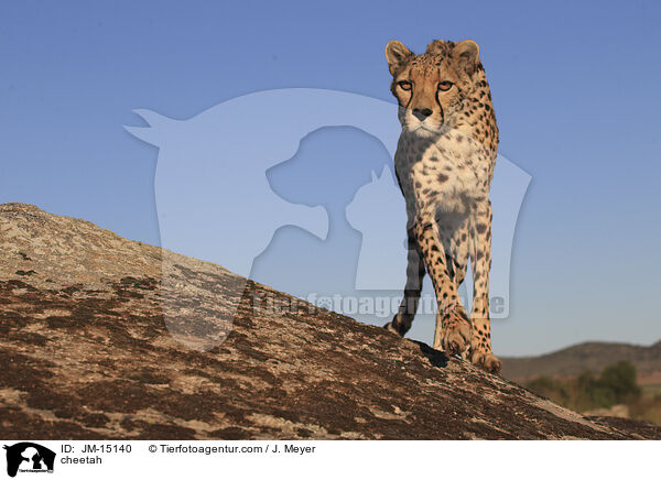Gepard / cheetah / JM-15140