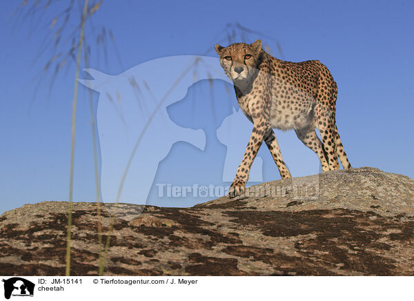 Gepard / cheetah / JM-15141