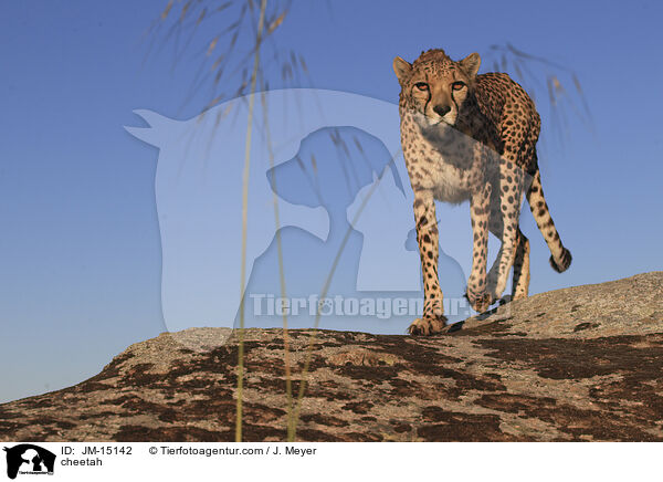 cheetah / JM-15142