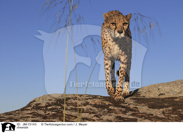 Gepard / cheetah / JM-15143