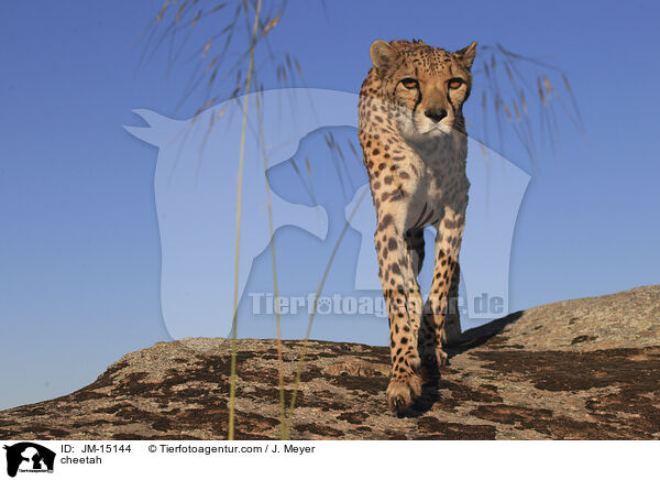 cheetah / JM-15144
