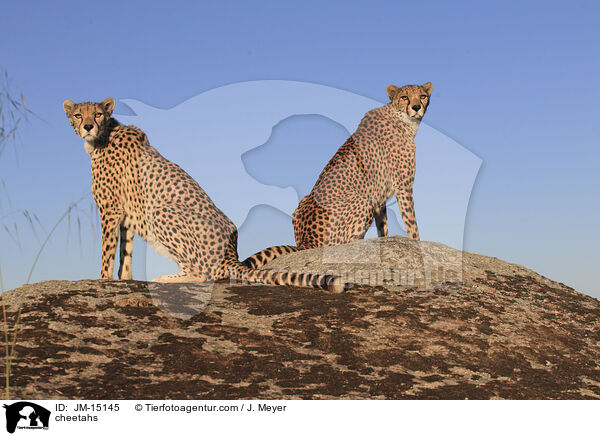 Geparden / cheetahs / JM-15145