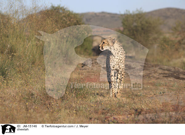 Gepard / cheetah / JM-15146