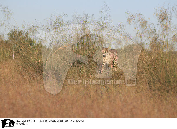 Gepard / cheetah / JM-15148