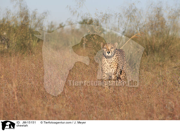 cheetah / JM-15151