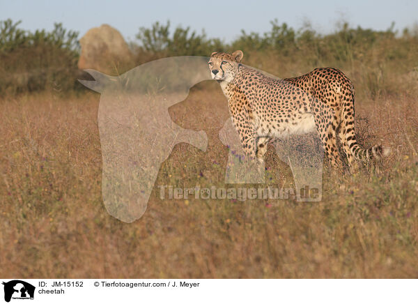 Gepard / cheetah / JM-15152