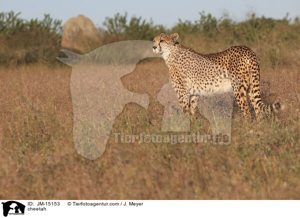 Gepard / cheetah / JM-15153
