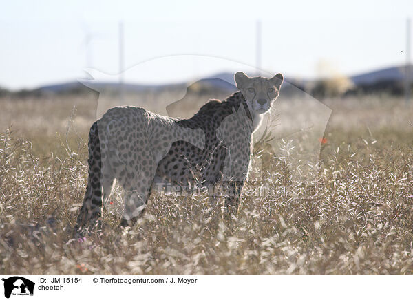 Gepard / cheetah / JM-15154