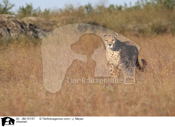 Gepard / cheetah / JM-15157
