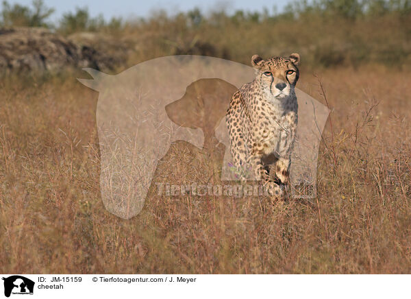 cheetah / JM-15159