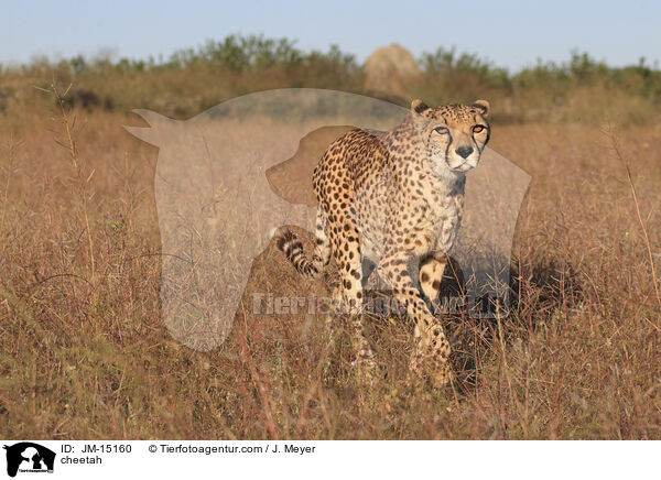 cheetah / JM-15160