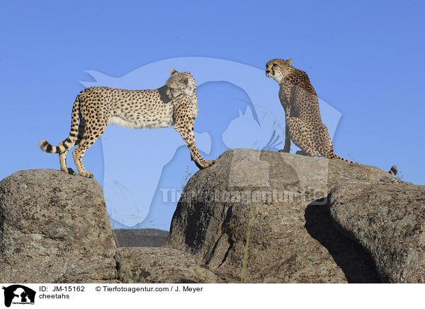Geparden / cheetahs / JM-15162