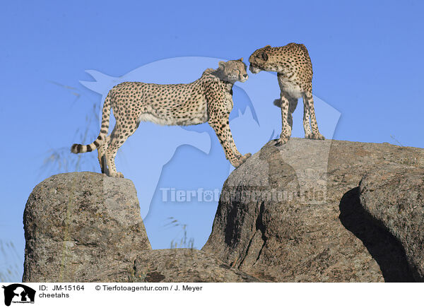 Geparden / cheetahs / JM-15164