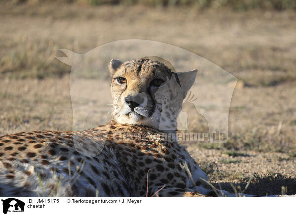 cheetah / JM-15175