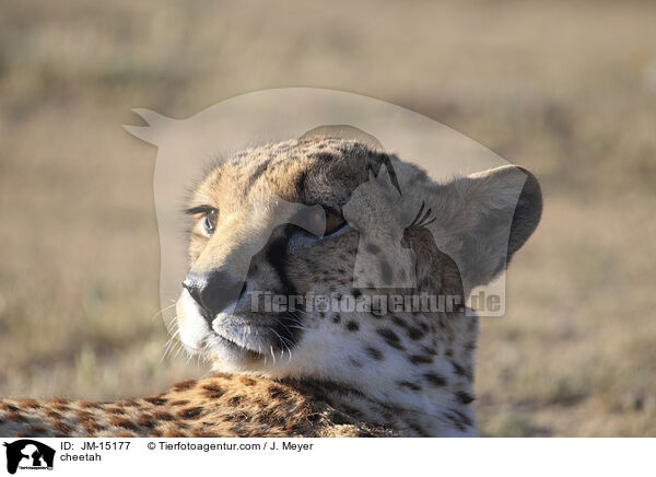 Gepard / cheetah / JM-15177