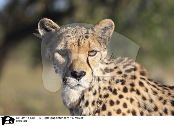 Gepard / cheetah / JM-15180